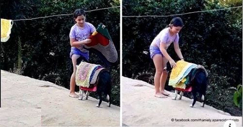Der süße Moment, in dem der Hund dem kleinen Mädchen hilft, Kleider von der Wäscheleine zu nehmen